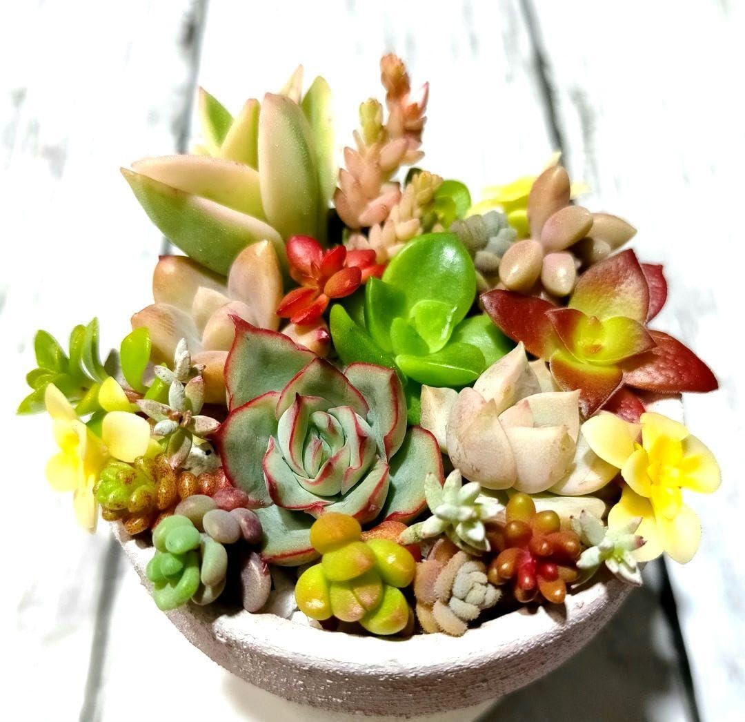 Amazon｜多肉植物 ちまちま寄せセット カット苗｜観葉植物 オンライン通販